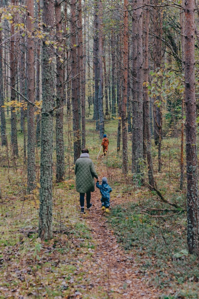 Square Print of a forest path with a colored border