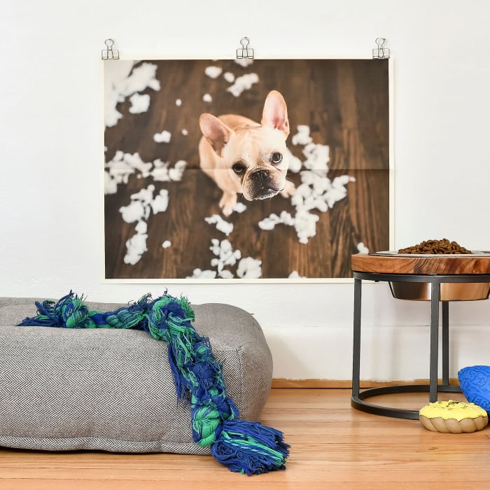 A Newsprint of a beloved bulldog hangs from small silver Skeleton Clips behind the pup's food station and bed.